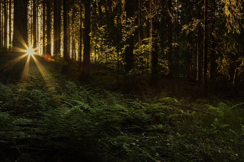 Enchanting Lighting Effects