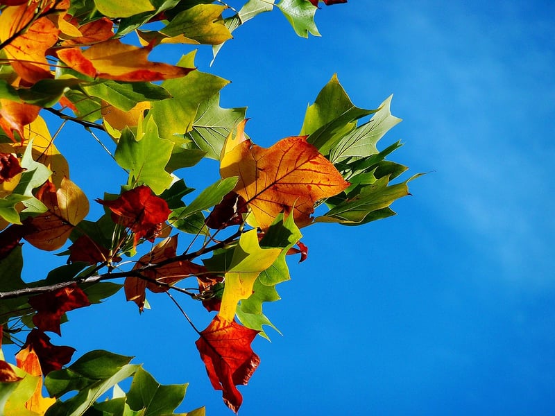 Fall Foliage Arrangements
